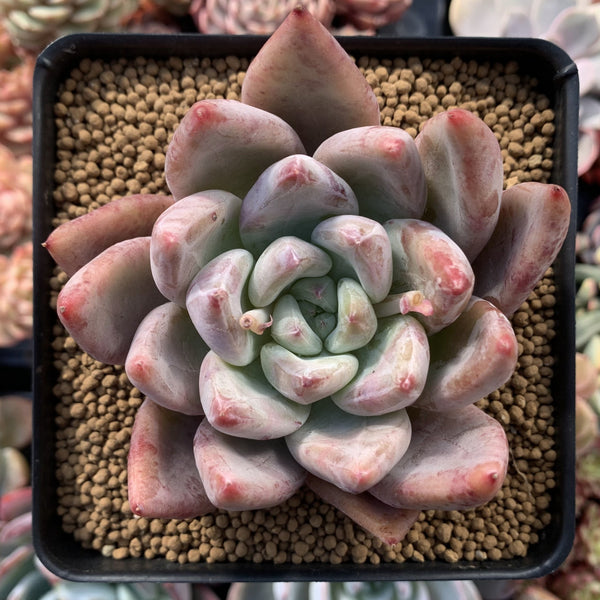 Echeveria 'Pena' 4