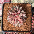 Echeveria 'Purpusorum' White Form 2" Cluster Succulent Plant