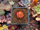 Echeveria Agavoides 'Maria' 1/2" Small Seedling Succulent Plant