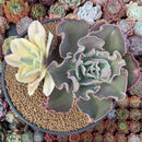 Echeveria 'Japan Moon River' Variegated 8" large Cluster Succulent Plant