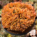 Echeveria 'Mundy' Crested 4"-5" Large Succulent Plant