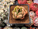 Echeveria 'Green Puff' 2" New Hybrid Succulent Plant
