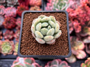 Echeveria 'Golden Velvet' 1" Succulent Plant