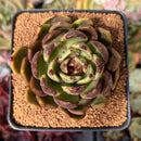 Echeveria Agavoides sp. 2"-3" Succulent Plant