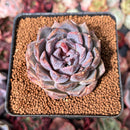 Echeveria 'Black Cave' 2" New Air Magic Hybrid Succulent Plant