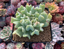 Echeveria 'Topsy Turvey' 4" Cutting Succulent Plant
