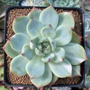 Echeveria 'Chihuahuaensis' Lightly Variegated 2"-3" Succulent Plant