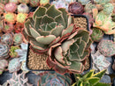 Echeveria 'Longissima' 3" Cluster Succulent Plant