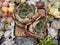 Echeveria 'Longissima' 3" Cluster Succulent Plant