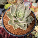 Echeveria Agavoides 'Gazelle' 4" Succulent Plant