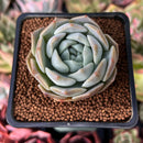 Echeveria 'Icy green' x 'Monroe' 2" Succulent Plant