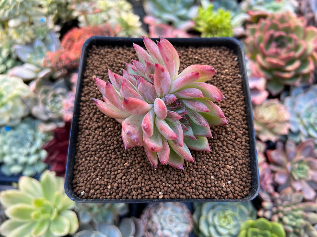 Echeveria 'Ratam' Crested 2
