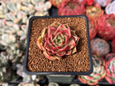 Echeveria 'Russet Plum' 1" (First Generation Seed Grown) Succulent Plant