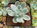 Echeveria 'Pastel' Variegated 3" Succulent Plant