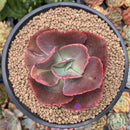 Echeveria 'Big Red' Hybrid 3" Succulent Plant