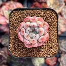 Echeveria 'Viyant' 1" Small Succulent Plant