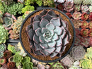Echeveria 'Cuspidata v. Parrasensis' 4"-5" Succulent Plant