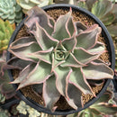 Echeveria 'Madiba' 4"-5" Succulent Plant