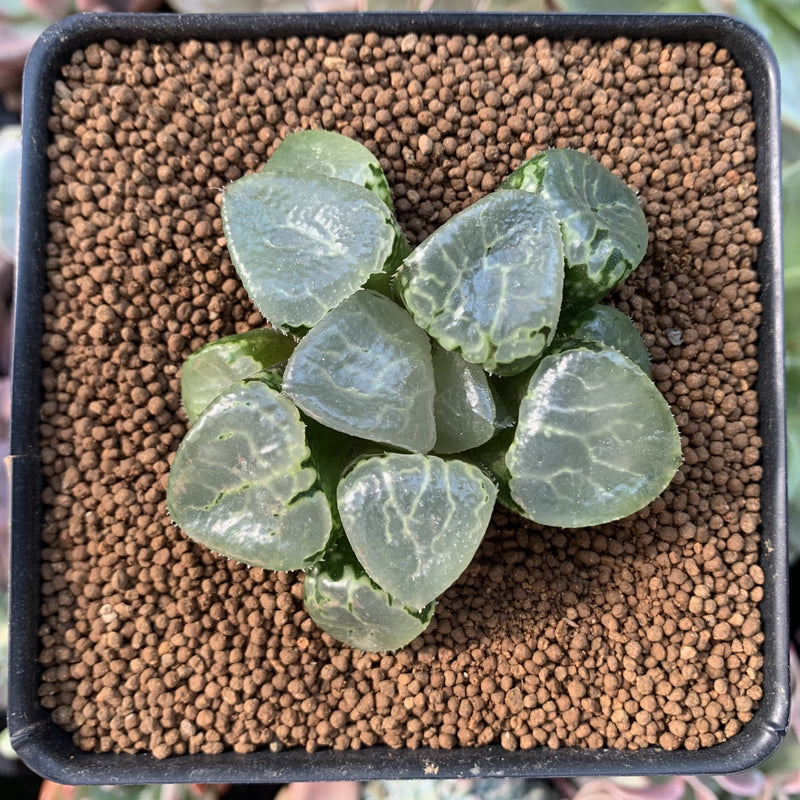 succulent has no roots Haworthia 'Ikeda' Wide Leaf 2"-3" (No roots) Succulent Plant