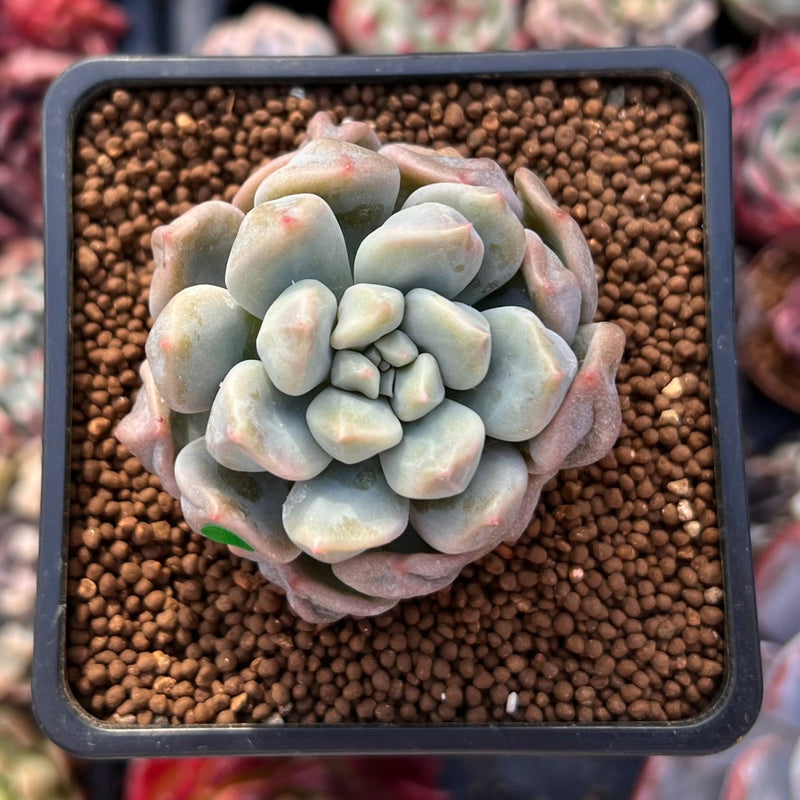 Echeveria 'Cream Puff' 2