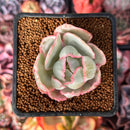 Echeveria 'Berkley Light' Variegated 1” Succulent Plant