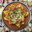 Echeveria Agavaoides 'Ebony' Hybrid 3" Succulent Plant