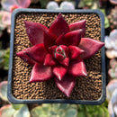 Echeveria Agavoides 'Fire Bird' 2" Succulent Plant