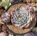 Echeveria 'Chihuahuaensis' 4" Cluster Succulent Plant