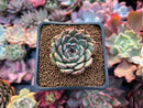 Echeveria sp. 1" Succulent Plant