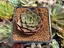 Echeveria 'Rosa' 1"-2" Succulent Plant
