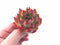Echeveria Agavoides Rose Garnet 1”-2” Rare Succulent Plant