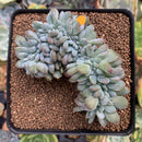 Echeveria 'Elegans Potosina' Crested 3" Succulent Plant