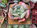Echeveria 'Hearts Delight' 3" Succulent Plant