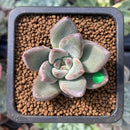 Echeveria 'Tremolo' 1" Succulent Plant