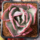 Echeveria 'Flying Cloud' Variegated 2" Succulent Plant
