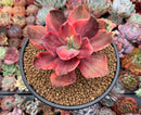 Echeveria 'Red Pheonix’ Variegated 4" Specimen Succulent Plant