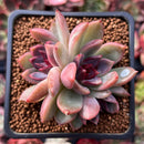Echeveria 'Black Rose' Hybrid 2"-3" Succulent Plant