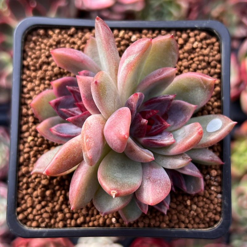 succulent black rose Echeveria 'Black Rose' Hybrid 2"-3" Succulent Plant – True Succulents Plant  Co