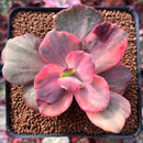 Echeveria 'Red Phoenix' Variegated 2" Succulent Plant