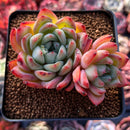 Echeveria 'Snow Queen' Double Head 3"-4" Succulent Plant