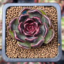 Echeveria 'Fushike' 1" New Hybrid Succulent Plant