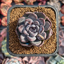 Echeveria 'Purple Stone' 2" Succulent Plant