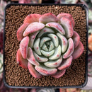Echeveria 'Salmon' 2" Succulent Plant
