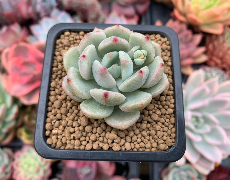succulent ball plant Echeveria 'Beach Ball' 1"-2" New Hybrid Succulent Plant