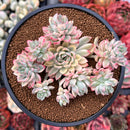 Echeveria 'Mebina' Variegated 4" Succulent Plant