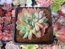 Echeveria 'Starmark' Crested 2" Succulent Plant