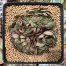 Echeveria 'Yangjn' Crested 3" Succulent Plant