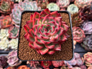 Echeveria Agavoides 'Fire Pillar' 3" Succulent Plant