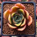 Echeveria 'Fortune Purple' 2" Succulent Plant