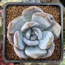 Echeveria 'Ivory' Selected Clone 2" Succulent Plant